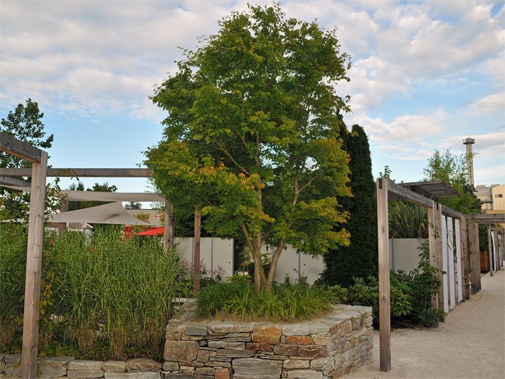 Ahornbäume - Die Ahorn-Arten