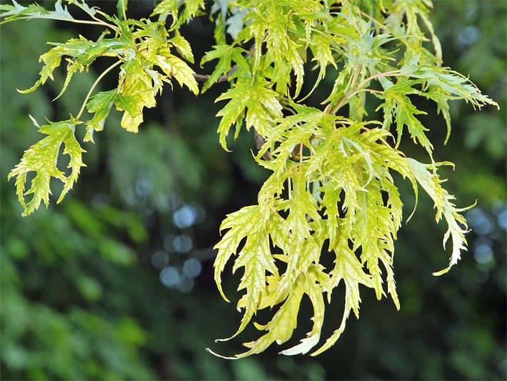 Gelb-silber werdende, tief geschlitzte, büschelig und doppelsägezähnig wachsende Blätter vom Geschlitzten Silberahorn