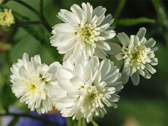 Weiße, gefüllte Blüten von einer Kultur-Sorte (Cultivar) der Sumpf-Schafgarbe, botanischer Name Achillea ptarmica, in einem Garten-Beet