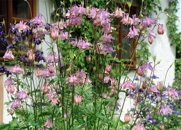 Gemeine / Wald-Akelei mit rosa-violetten Blüten, botanischer Name Aquilegia vulgaris, in einem Vorgarten-Beet