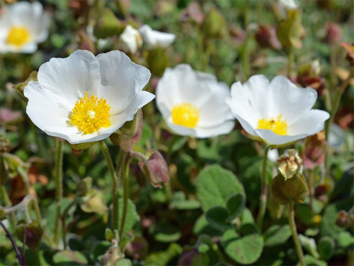 Alpen-Kuhschellen bzw. Küchenschellen, botanischer Name Pulsatilla alpina, mit weißen Blüten und gelben, mittig zentrierten Staubblättern