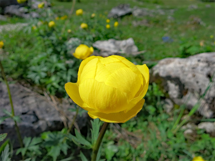 Bergwiese mit Felsen und Alpenblumen bestehend aus gelb blühenden Trollblumen, botanischer Name Trollius europaeus
