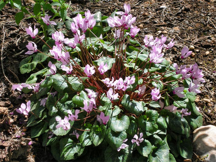 Rosa Blüten und dunkelgrüne Blätter eines Zimmer-Alpenveilchens, botanischer Name Cyclamen persicum, das im Topf in die Erde gesetzt wurde