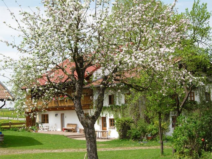 Blühende Appfelbäume mittlerer Größe im Garten eines Dorfes in Oberbayern