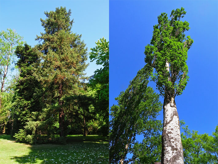 Bäume im Landesarboretum Baden-Württemberg mit einer Kalifornischen Douglasie und Pyramidenpappel / italienischen Pappel 