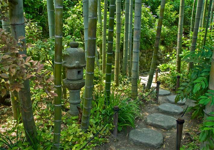 Der Bamboo-Garden in der japanischen Stadt Kamakura im Hasedera-Tempel mit Bambuspflanzen an einem Stein-Weg