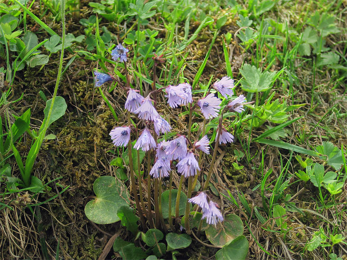 Violette Blüte von einem Berg-Alpenglöckchen/Bergglöckchen (Alpen-/Wald-Soldanelle), botanischer Name Soldanella montana, auf einer Wiese im Gebirge