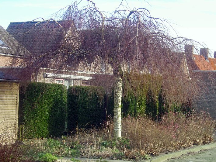 Trauer-Birke der Sorte Youngii ohne Blätter im Spät-Winter in einem Vorgarten