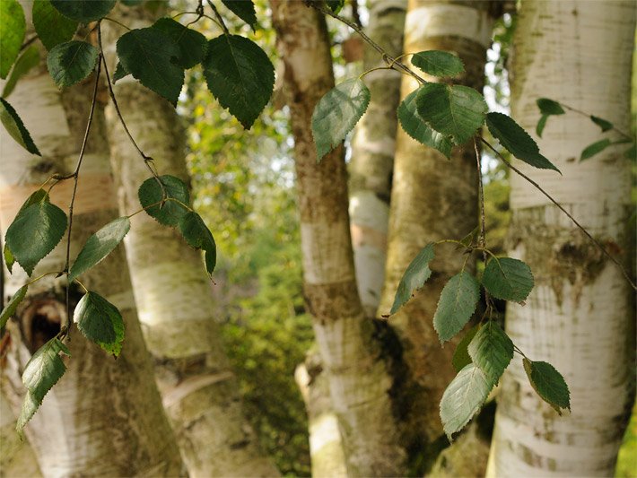 Äste mit doppelgesägten Birkenblättern, auch Folia betulae genannt, einer Himalayabirke