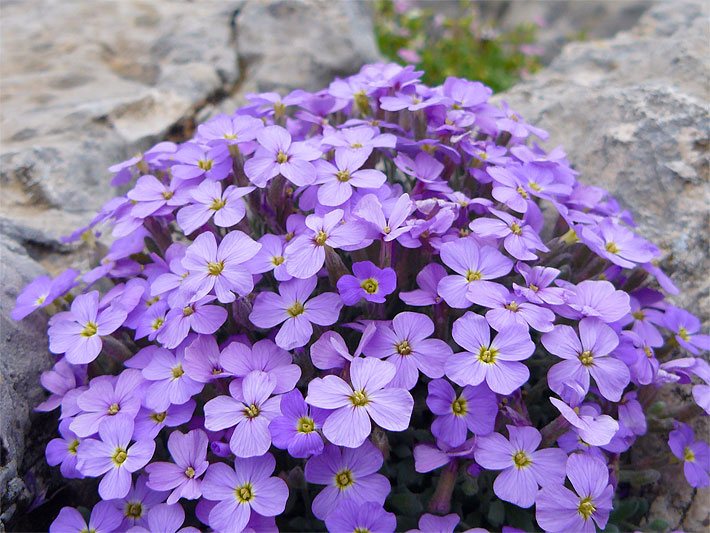 Violett blühendes Griechisches Blaukissen, botanischer Name Aubrieta deltoidea, in den Fugen von Natur-Steinen