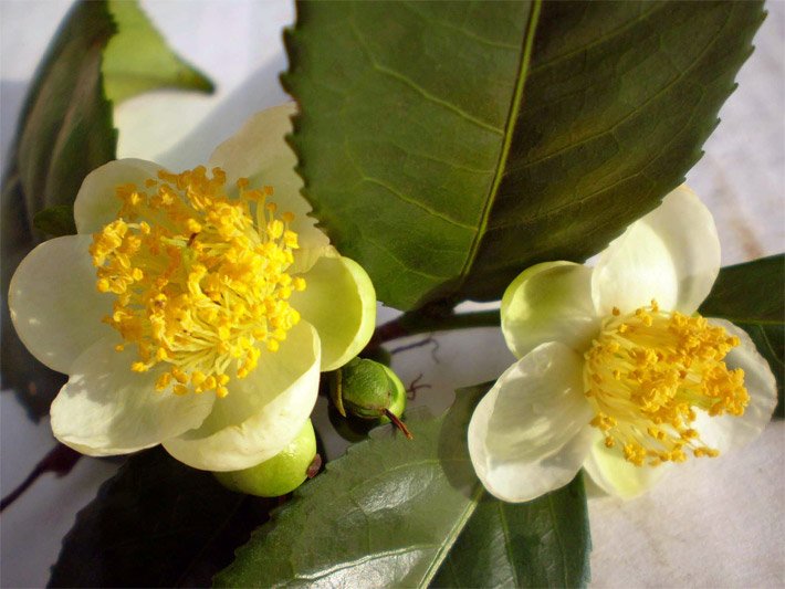 Blühende Teepflanze mit gelben Blüten und grünen Blättern