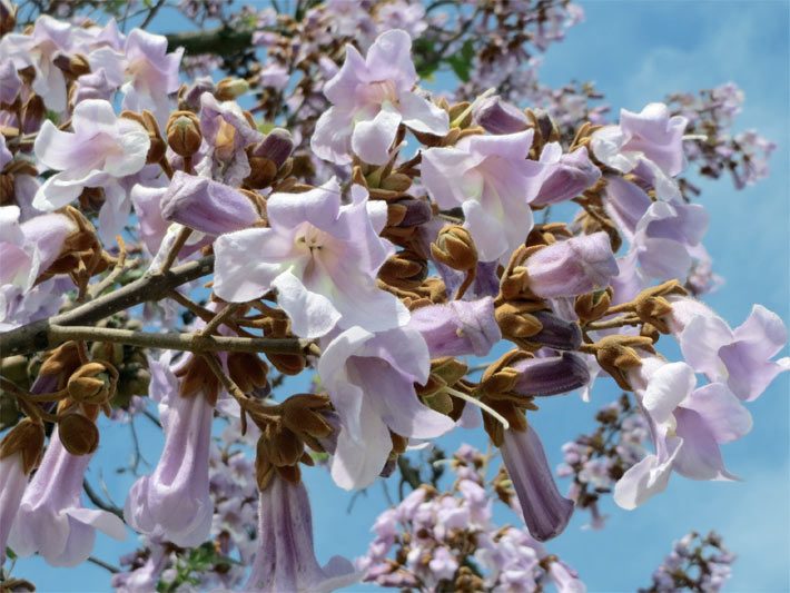 Dekorativ blühender Blauglockenbaum (Kaiserbaum, Kaiser-Paulownie), botanischer Name Paulownia tomentosa, mit großen, rosa-violetten Glocken-Blüten
