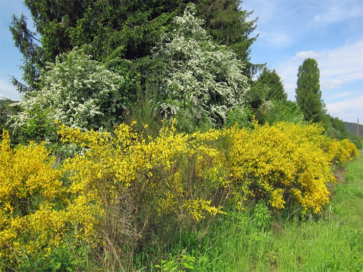 Zwei große weiß blühende Eingriffelige Weißdorn-Sträucher, botanisch Crataegus monogyna, und eine davor wachsende etwa eineinhalb Meter hohe gelb blühende Besenginster-Hecke, botanisch Cytisus scoparius