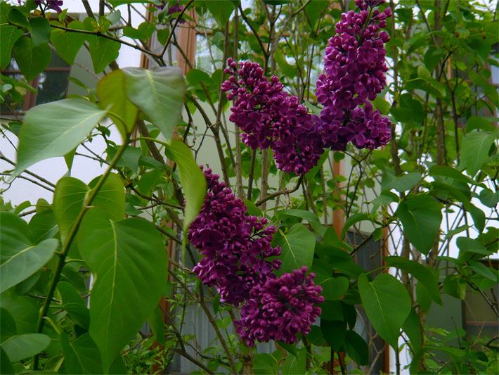 Blühender Flieder-Busch, botanischer Name Syringa vulgaris, mit violetten Blüten