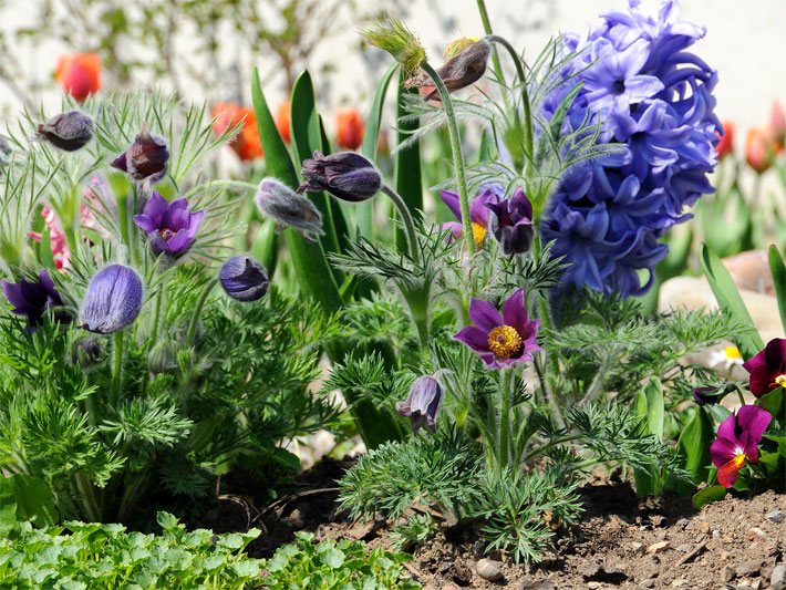 Blumenbeet im Frühjahr mit Küchenschelle bzw. Kuhschelle, Stiefmütterchen und Tulpen