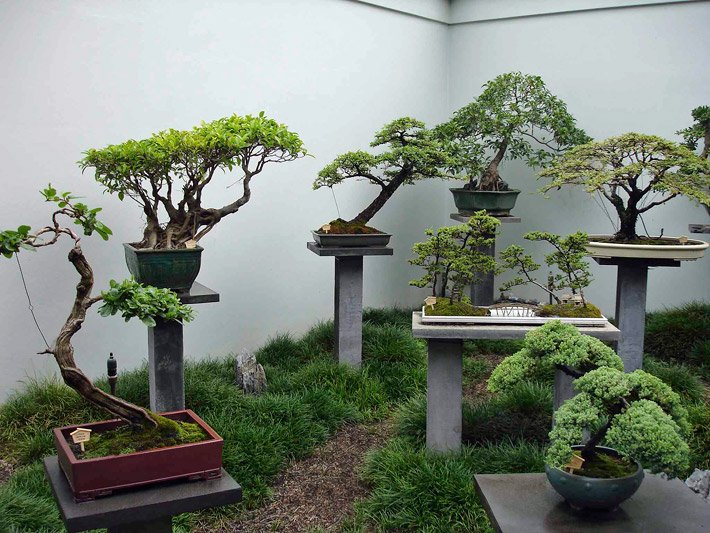 Verschiedene Bonsai-Bäume im Chinesischen Garten von Sydney