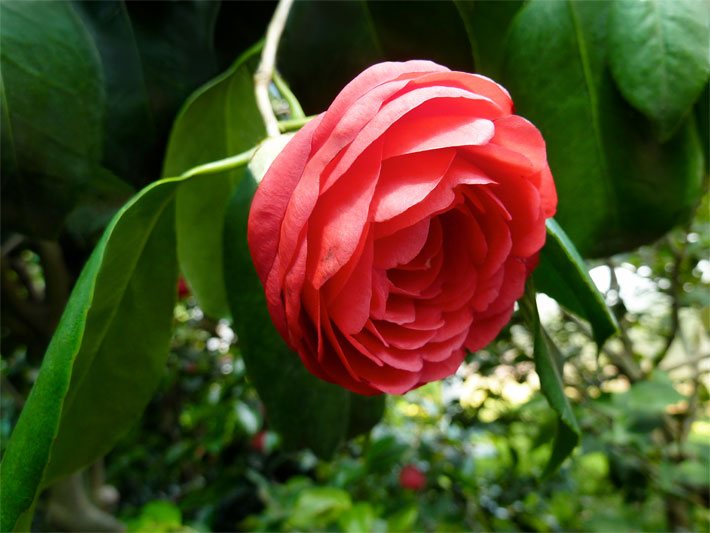 Rote, rosenähnliche Blüte einer Japanischen Kamelie, botanischer Name Camellia japonica