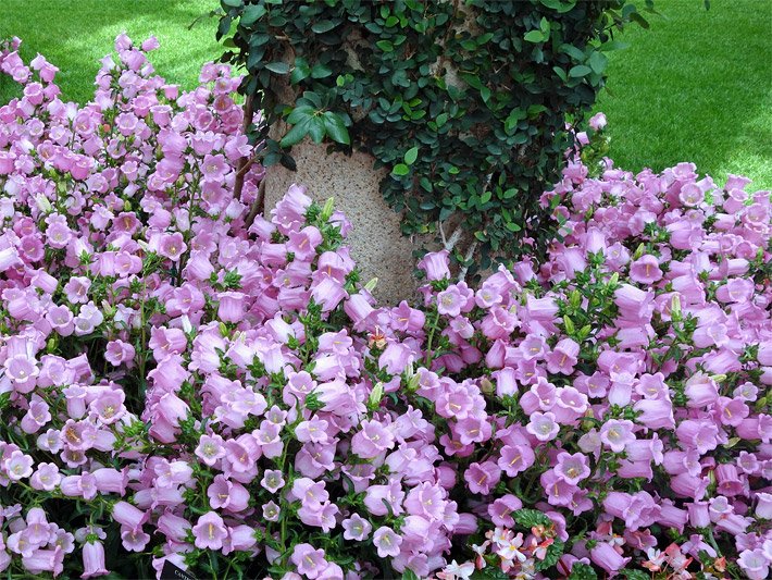 Blumenbeet mit violett blühenden Marien-Glockenblumen, botanischer Name Campanula medium