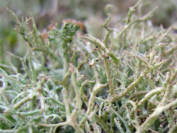 Weiss-grüne Triebe der Flechte Isländisches Moos, botanischer Name Cetraria islandica