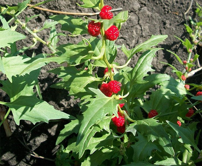 Ähriger Erdbeerspinat, botanischer Name Chenopodium capitatum, mit grünen Blättern und leuchtend roten, erdbeer-ähnlichen Früchten in einem Garten-Beet