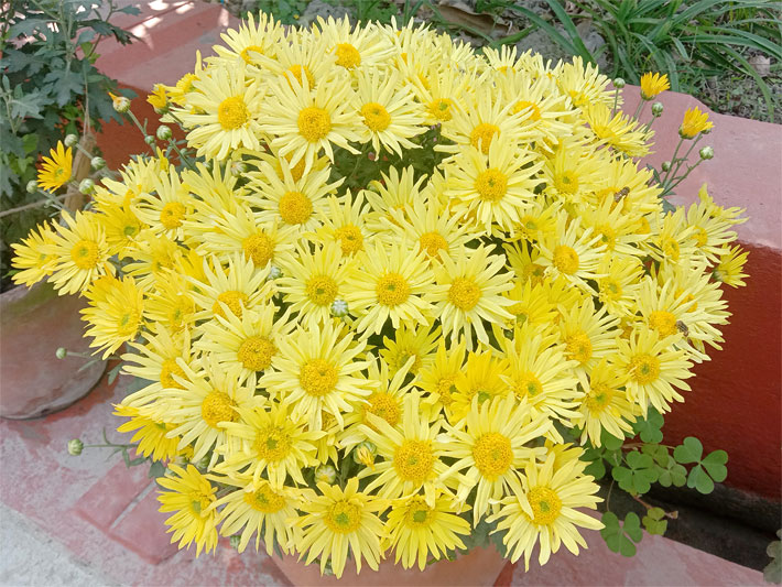 Gelb blühende Herbst-Chrysantheme, botanischer Name Chrysanthemum indicum, in einem Balkonblumentopf auf einer Terrasse