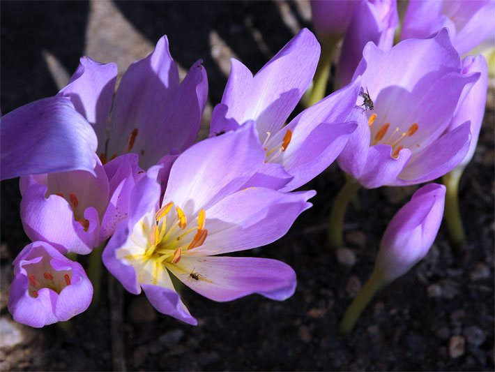 Rosa-violett-farbene Blüten der Neapler Herbstzeitlose, botanischer Name Colchicum neapolitanum, im Garten