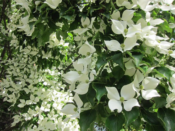 Scheinblüten von einem Japanischen Blumenhartriegel, botanischer Name Cornus kousa, mit jeweils vier weißen bis cremfarbenen Hochblättern und darin enthaltenen sehr kleinen, echten Kronblättern



