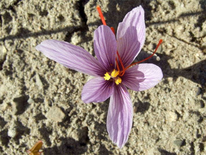 Violett blühender, großblütiger Safran-Krokus, botanischer Name Crocus sativus, mit drei gelben Narben und orange-roten Griffeln in einem Blumen-Beet