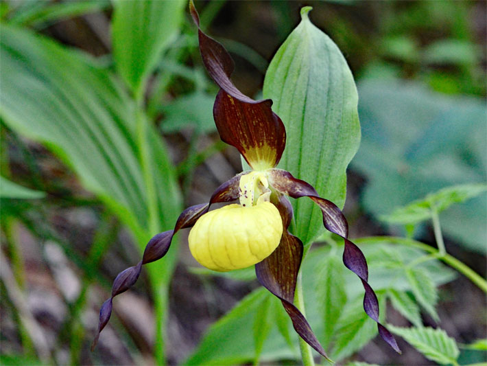 Gelber Frauenschuh, botanischer Name Cypripedium calceolus, mit gelber Blüte und einer purpur-braunen Blütenhülle (Perigonblatt) am Gehölzrand von einem Wald