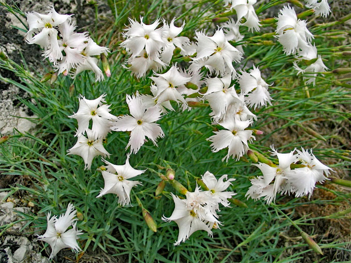 Weiß blühende Feder-Nelken, botanischer Name Dianthus plumarius, in einem Steingarten