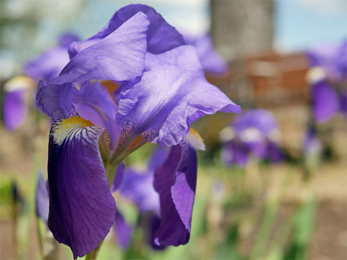 Deutsche oder Echte Schwertlilie, botanischer Name Iris x germanica, mit dunkel-violetter Blüte mit gelber Blütenmitte