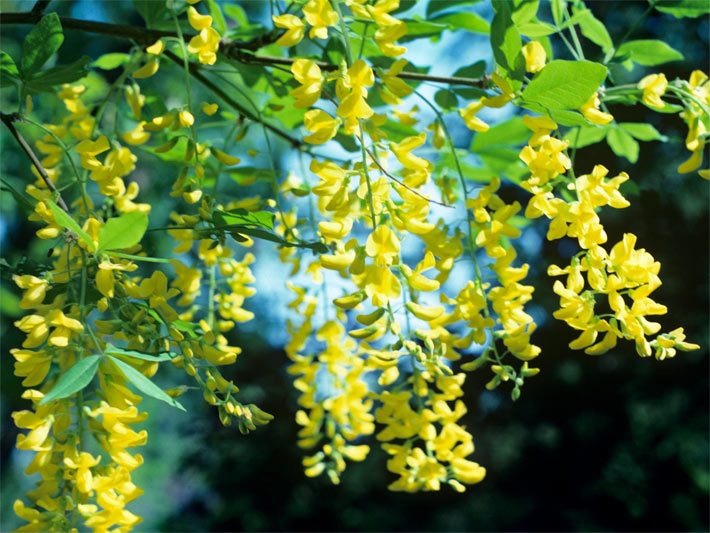 Auffällige, lange, gelbe Blüten-Trauben von einem Edel-Goldregen (Laburnum x watereri Vossii)