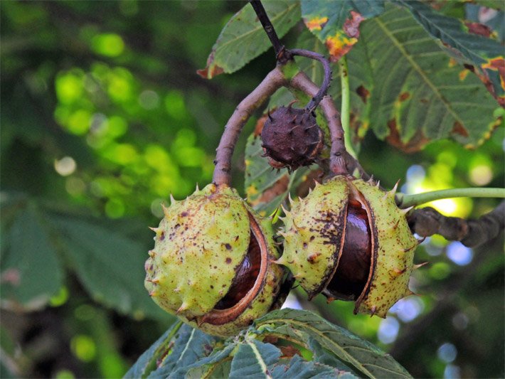 Sich öffnende Fruchthüllen mit darin befindlichen Nuss-Früchten, auch Kastanien, am Ast einer Edelkastanie und teilweise welk werdenden, dunkelgrünen Blättern