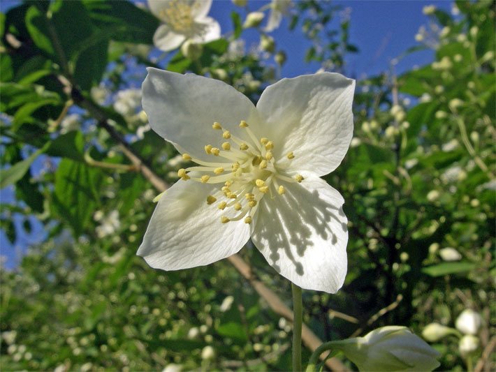 Weiße Blüte von einem Europäischen Pfeifenstrauch/Falschen Jasmin, botanischer Name Philadelphus coronarius 