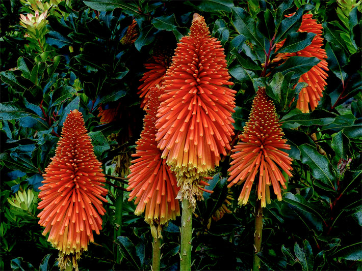 Leuchtend rote, fackel-förmige Blüten einer Fackellilie-Hybride, botanischer Name Kniphofia