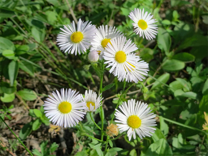 Wiese mit blühendem Feinstrahl bzw. Einjährigem Berufkraut, botanischer Name Erigeron annuus, mit gelben, mittigen Körbchen-Blüten und weißen Zungenblüten