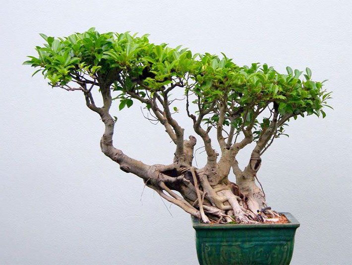 Ficus-Bonsai, eine Feigenbaumart, im Pflanzen-Topf in der Gartenkunst