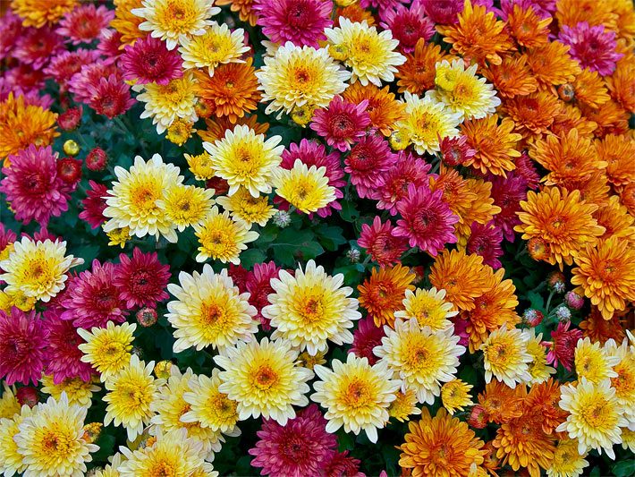 Weiß-gelbe, orange und rot-purpur-farbene Blüten von Garten-Chrysanthemen, botanischer Name Chrysanthemum x grandiflorum, als Grabbepflanzung auf einem Friedhof
