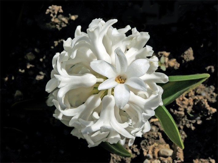 Weiß blühende Garten-Hyazinthe der Sorte Carnegie, botanischer Name Hyacinthus orientalis, in einem Gartenbeet