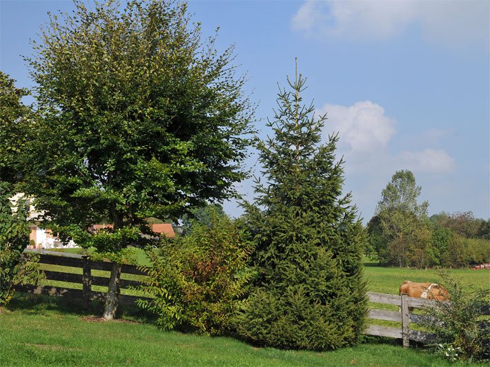 Gemischter Laubbaum- und Nadelbaum-Sichtschutz mit Tanne und Buche in einem oberbayerischen Garten