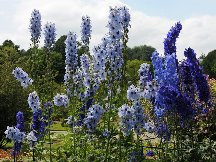 Staudenbeet mit verschiedenen Gartenrittersporn-Hybriden und hellblauen, blauen und violetten Blüten