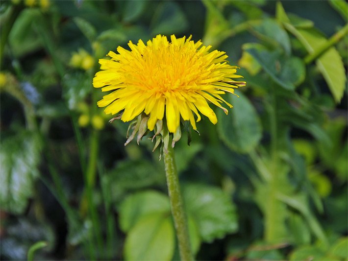 Gelbe Löwenzahn-Blüte, botanischer Name Taraxacum sect. Ruderalia oder Taraxacum officinale, mit Zungenblüten in einem tellerförmigen Körbchen auf einer Wiese