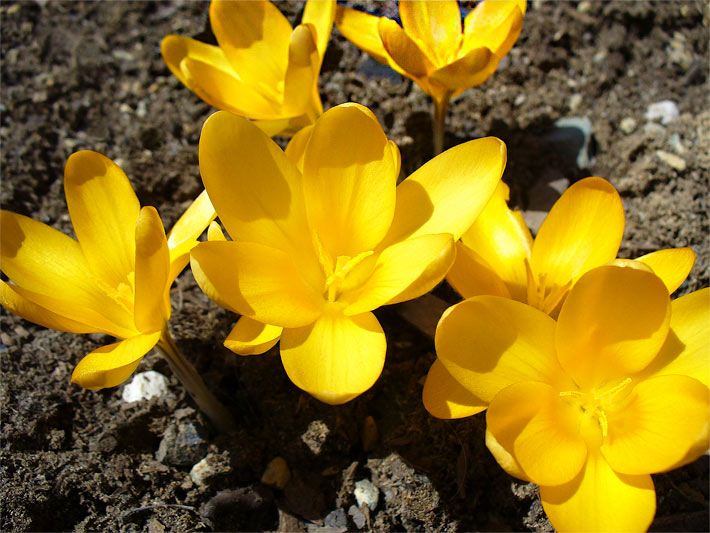 Gelbe Blüten von einem Gold-Krokus, botanischer Name Crocus flavus, in einem Frühlings-Beet