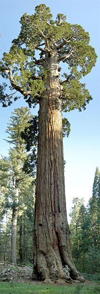Der General Grant Tree im Kings Canyon National Park in Kalifornien