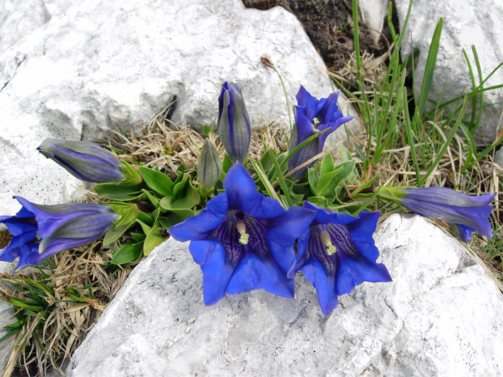 Blau blühender Stängelloser Enzian/Kochscher Enzian, botanischer Name Gentiana acaulis, mit Trichterblüte in den Alpen zwischen Felsen