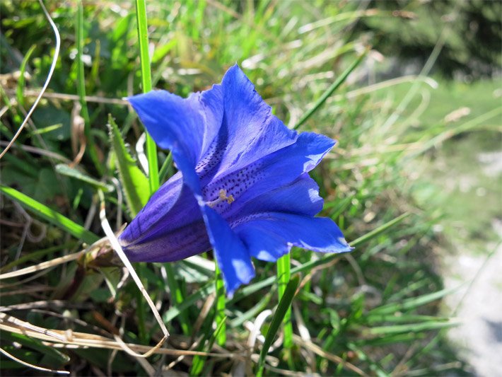 Dunkelblau-lila blühender Clusius-Enzian (Echter Enzian), botanischer Name Gentiana clusii, im Berner Oberland auf einer Alpenwiese