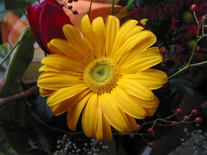 Honig-gelbe Blüte einer Gerbera-Hybride in einem Pflanzen-Kübel