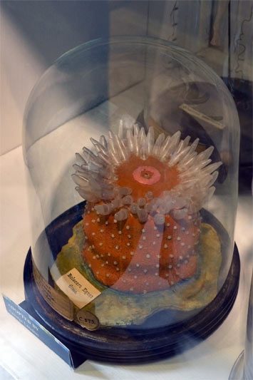 Glasmodell einer See-Dahlie/See-Anemone von Leopold and Rudolf Blaschka im Großen Museum für Zoologie und Vergleichender Anatomie in London
