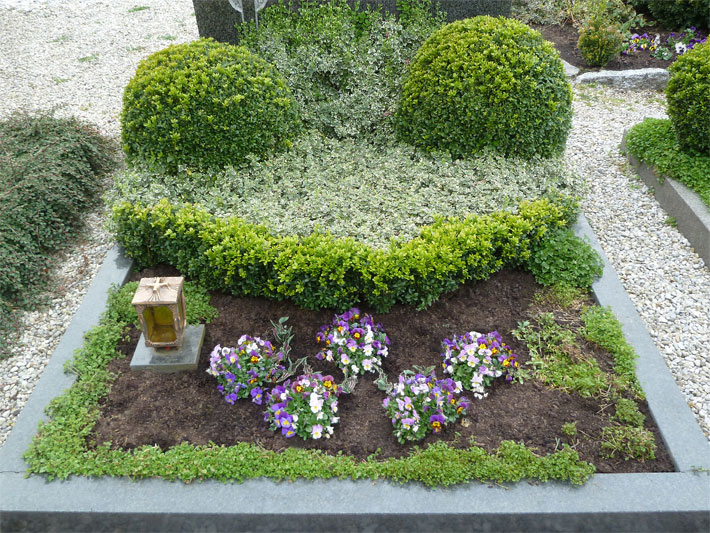 Grab mit Stein-Umrandung auf einem Friedhof mit kugelförmig geschnittenem Buchsbäumen und Hornveilchen, botanische Namen Buxus sempervirens und Viola cornuta, als Grabbepflanzung