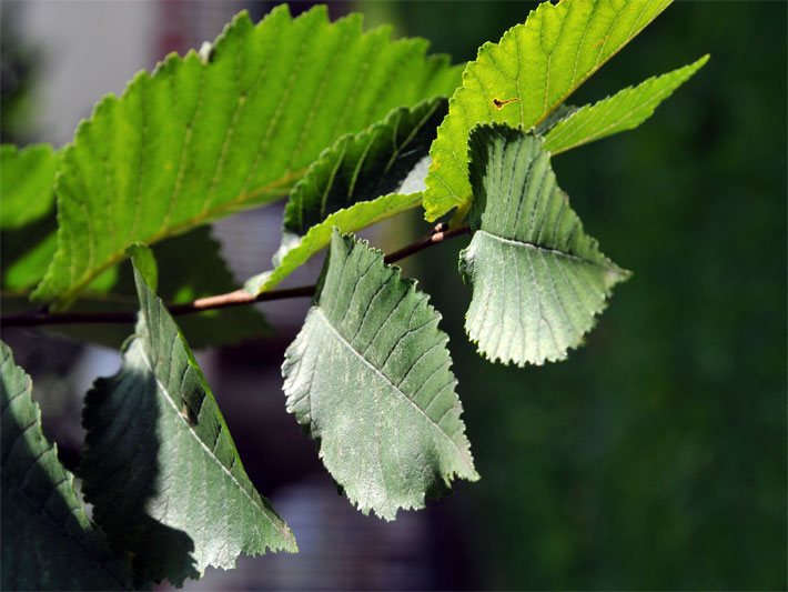 Hainbuchen-Blatt-Größe in günstiger, sonniger Photosynthese-Umgebung